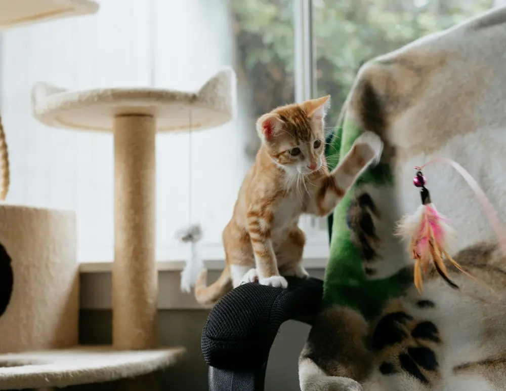ginger kitten playing with toy