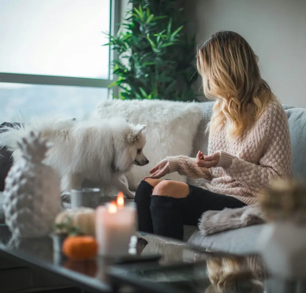 woman playing with dog on sofa