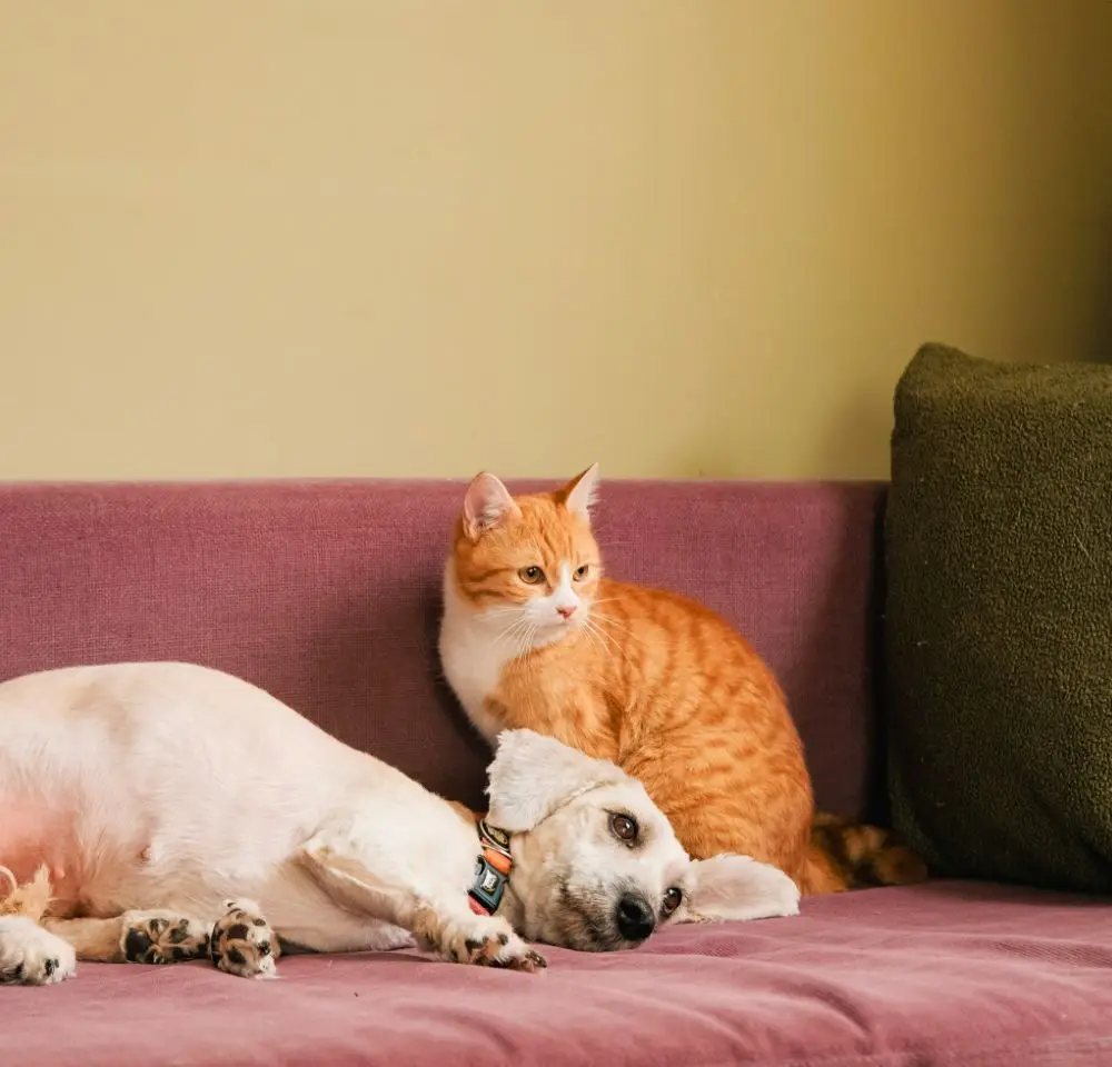 Ginger cat and dog on sofa